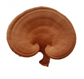 Nấm linh chi đỏ sấy khô còn nguyên bột 200gr