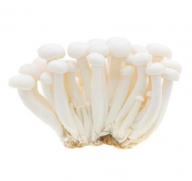 Nấm linh chi trắng tươi 250gr