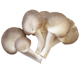 Nấm bào ngư xám tươi 1kg