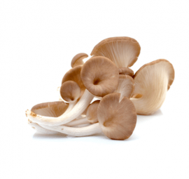 Nấm bào ngư xám tươi 500gr