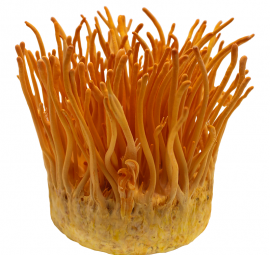 Nấm đông trùng hạ thảo tươi 100gr