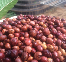 Cà phê hạt nguyên chất